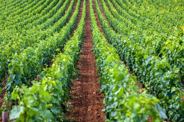 Closeup panoramic shot of rows summer vineyard scenic landscape, plantation, beautiful wine grape branches, sun, limestone land. Concept autumn grapes harvest, nature agriculture background