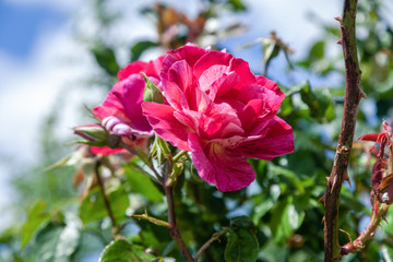 Beautiful coral pink rose flower in roses garden. Soft focus. Vineyard disease indicator