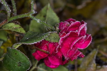 Accabl&eacute;e par le froid...!