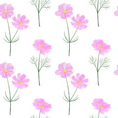 Obraz na płótnie Canvas Seamless pattern Cosmea flowers watercolor botanical illustration
