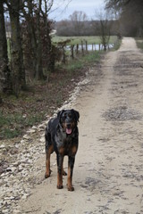 Beauceron qui joue dans les flaques d'eau