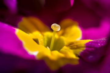 Droit comme un i...!