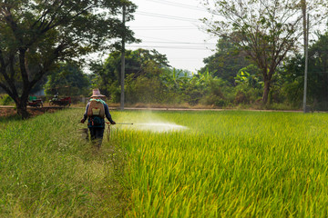  Farmers are using chemical tools in rice fields.