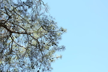 tree in summer