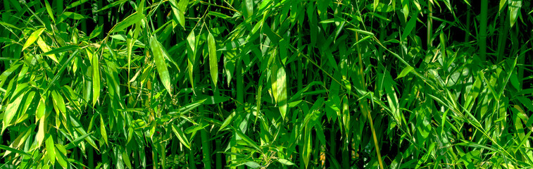 Fototapeta na wymiar Horsetail Grass (Equisetum hyemale) tropical or zen garden