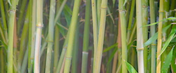 Horsetail Grass (Equisetum hyemale)  tropical or zen garden