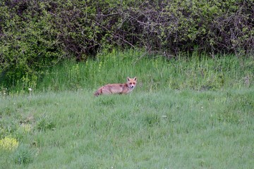 fox in grass field