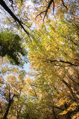 bottom view on colorful forest trees