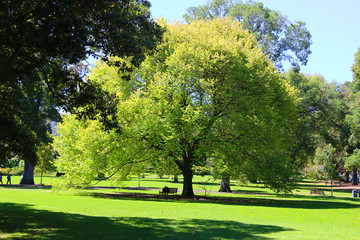 Fototapeta na wymiar A big tree in the park in spring season.