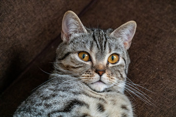 Young crazy surprised cat make big eyes closeup. American shorthair surprised cat or kitten funny face big eyes. Young cat looking surprised and scared. Emotional surprised wide big eye kitten at home