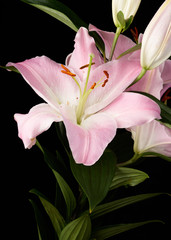 Pink and white lily flower on black background