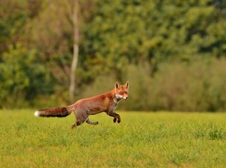 red fox in grass