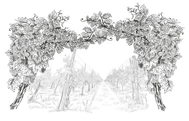 Arc from of grapevine with landscape of vineyard  on background hand drawn horizontal sketch vector illustration isolated on white