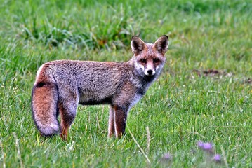 red fox in grass