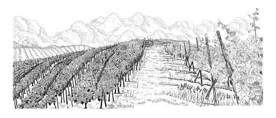 Hill of vineyard landscape with city, clouds on horizont hand drawn sketch vector illustration isolated on white