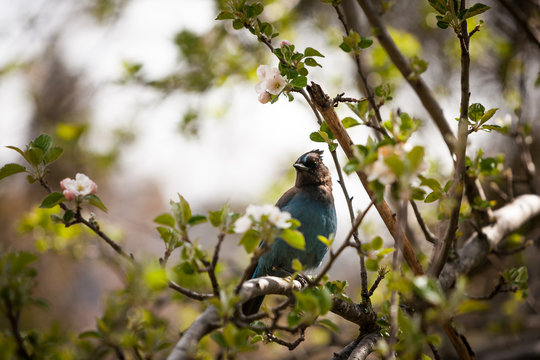 bird on a branch