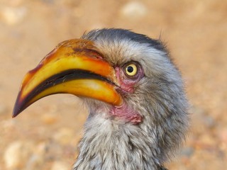 A southern yellow-billed hornbill looking for some food