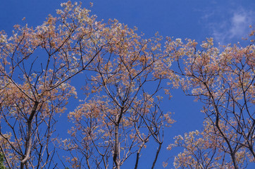 tree in spring and blue sky