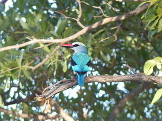A beautiful woodland kingfisher