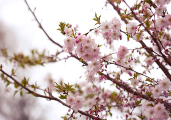 Japanese sakura blossom in spring