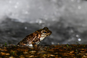 Waterfall frog, rainforest, Picinguaba, Ubatuba, São Paulo, Brazil