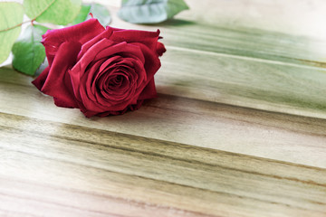 Beautiful red Rose (Rosaceae) lies on a wooden plate, with copy space.