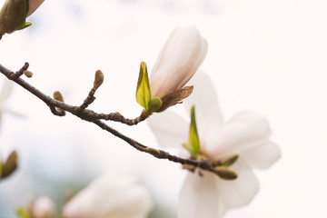 white magnolia blooms in spring, excellent photo wallpaper
