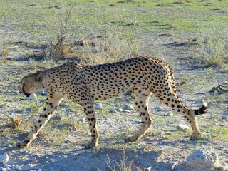 A cheetah on a hunt