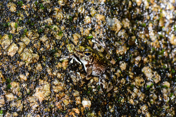 Waterfall frog, rainforest, Picinguaba, Ubatuba, São Paulo, Brazil