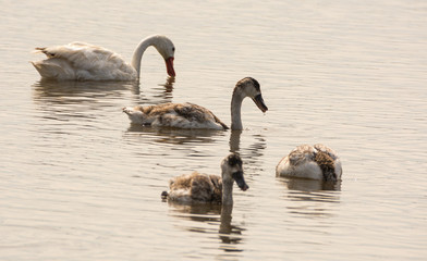 Familia de gansos en el lago