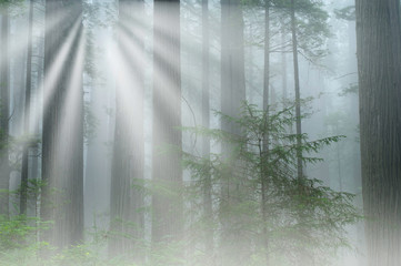 Landscape of coastal redwood forest in fog with sunbeams, Prairie Creek State Park, California, USA