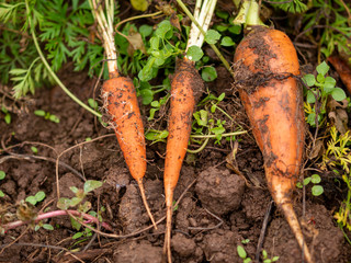 carrots in the garden