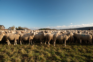 Herde Schafe