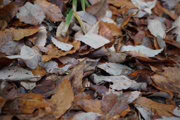 落ち葉