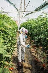 Industrial agriculture theme. Experienced workers in protective suites spraying toxic herbicides or insecticides on vegetables growing plantation. Natural hard light on sunny day.