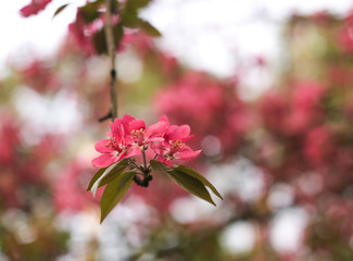 Flowering apple tree in the spring botanical garden