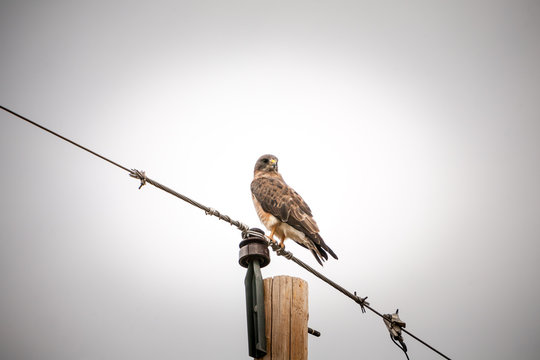 a hawk on a telephone pole