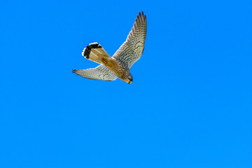 hawk flying