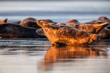 Grey seals on a beach at sunset 