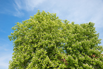 view above to the tree crown of white blooming chestnut tree and blue sky