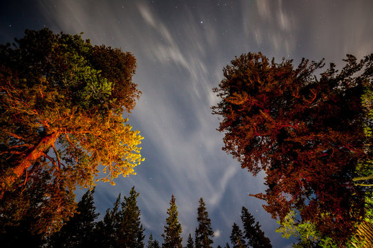 night sky in the forest