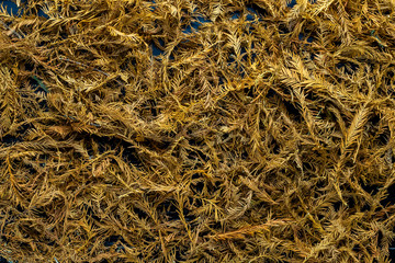 Fallen yellowed coniferous branches top view