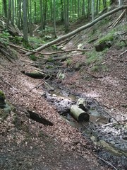strumień wody , woda, drzewa  © Jacek