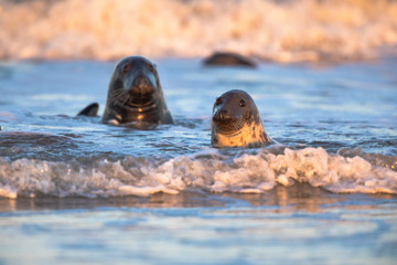 Fototapeta premium Grey seals in water at sunset splashing waves
