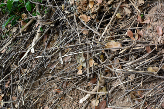 the fractions of dry tree stalk on ground with brown leaf and soil