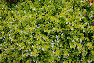 Beautiful little white flower plants in the garden © Ludra Design