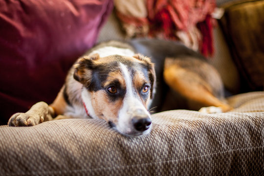 dog asleep on a couch
