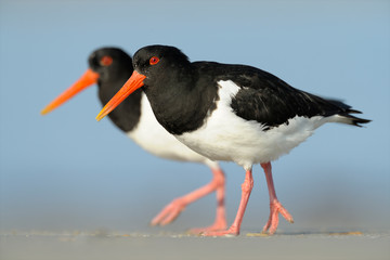 Austernfischer Haematopus ostralegus