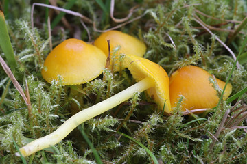 Hygrocybe ceracea, known as butter waxcap or wax cap, mushrooms from Finland