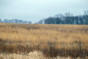 Prairie Grass 0593